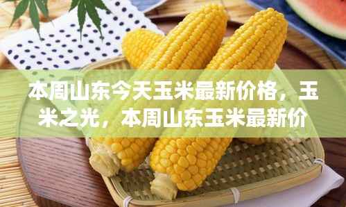 山东玉米最新价格聚焦,励志故事与玉米之光