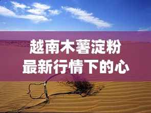 越南木薯淀粉最新行情下的心灵探索之旅，自然美景与宁静港湾的探寻