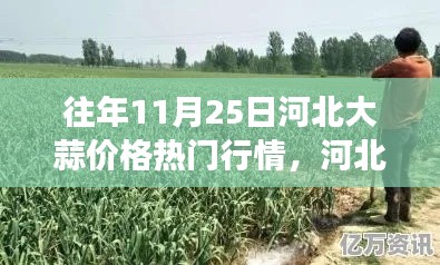 河北大蒜行情揭秘,绿色之旅探寻内心平静与热门大蒜价格动态