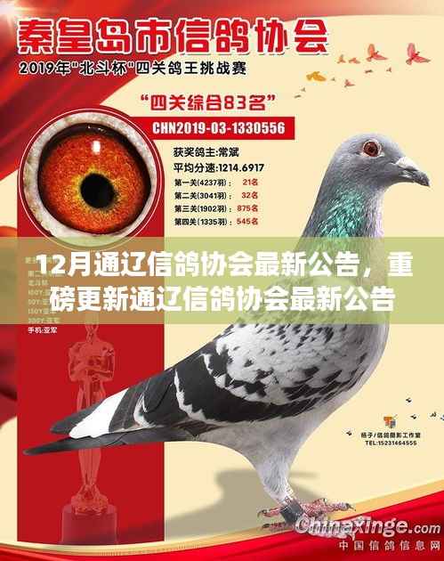 通辽信鸽协会12月最新公告,精彩活动抢先看,快来参与协会重磅更新!