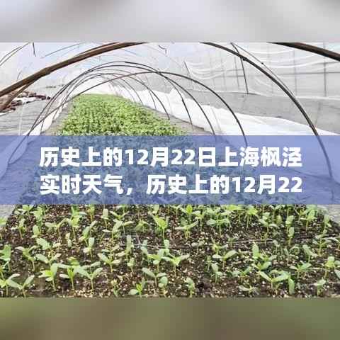 探寻上海枫泾自然美景之旅,历史上的12月22日实时天气与内心宁静的追寻
