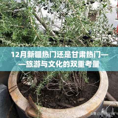 新疆与甘肃旅游文化热度对比,12月谁更受欢迎?