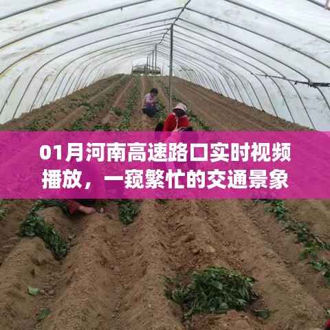 河南高速路口实时交通景象直播,繁忙交通一览无余