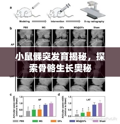 小鼠髁突发育揭秘，探索骨骼生长奥秘