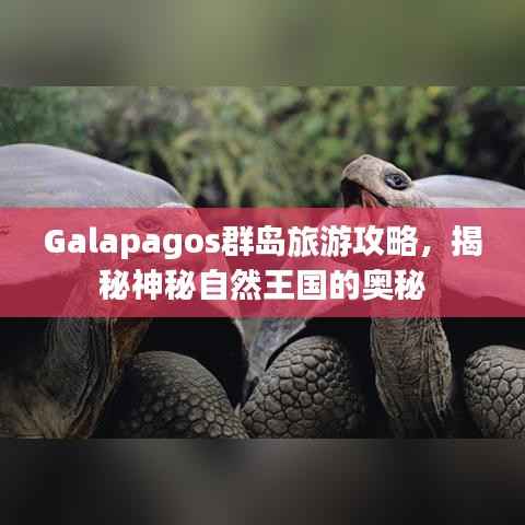 Galapagos群岛旅游攻略，揭秘神秘自然王国的奥秘