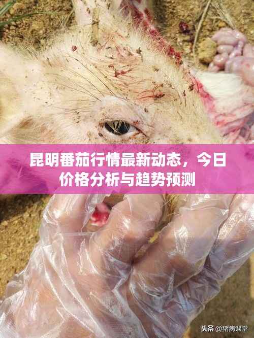 昆明番茄行情最新动态,今日价格分析与趋势预测