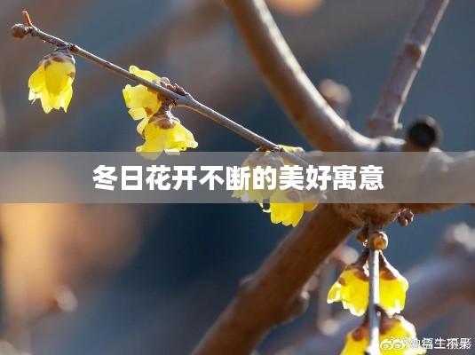 冬日花开不断的美好寓意